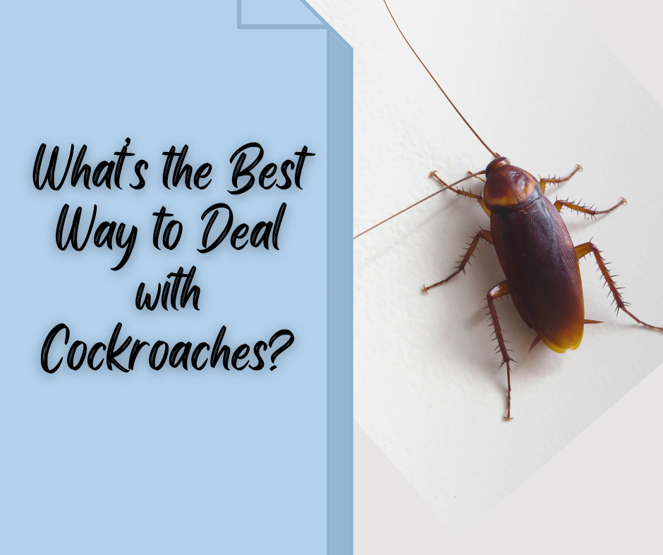 What’s the Best Way to Deal with Cockroaches?